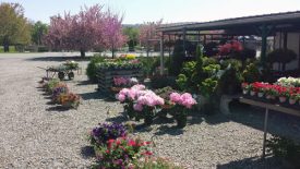 Stone Hedge Farm front