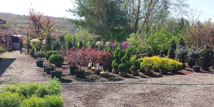 Plants and trees at Stone Hedge Farm garden center
