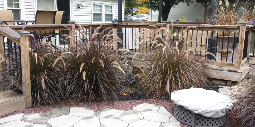 Landscaped plants in backyard 